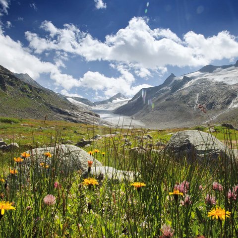 Nationalpark Hohe Tauern: Urlaub für Biker Blumenwiese mit Felsen und Gletscher unter blauem Himmel in den Bergen