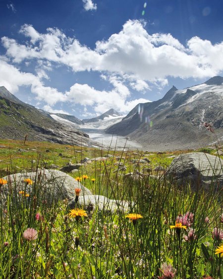 Bramberg am Wildkogel: accommodation Flower meadow with glaciers and mountains under blue sky with clouds