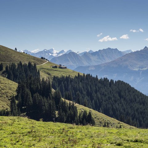 4 Sterne Hotel in Salzburgerland: Smaragdhotel Tauernblick Grüne Berglandschaft mit Tannen und Alpen im Hintergrund bei klarem Himmel