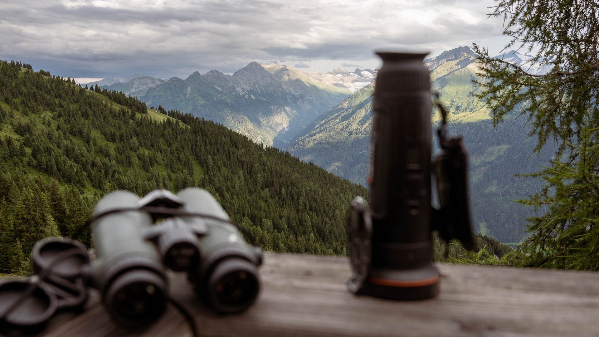 Mit Christoph ins Revier: Wildbeobachtung zwischen 1.600 und 2.000 Metern im Nationalpark Hohe Tauern. Hirsch, Gams, Murmeltiere und im Herbst die Hirschbrunft. Fernglas und Spektiv auf einer Holzbank mit Blick auf bewaldete Berge